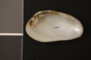 Media type: image;   Malacology 20916 Description: Preserved specimen.;